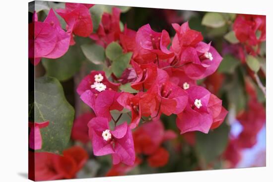 Bougainvillea Flowers-Johnny Greig-Stretched Canvas