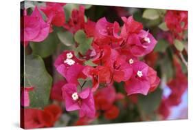 Bougainvillea Flowers-Johnny Greig-Stretched Canvas