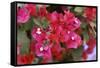 Bougainvillea Flowers-Johnny Greig-Framed Stretched Canvas