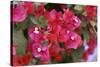 Bougainvillea Flowers-Johnny Greig-Stretched Canvas