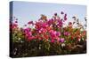 Bougainvillea Flowers-Richard T. Nowitz-Stretched Canvas