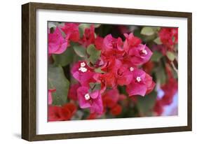 Bougainvillea Flowers-Johnny Greig-Framed Photographic Print