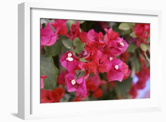 Bougainvillea Flowers-Johnny Greig-Framed Photographic Print