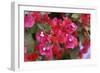 Bougainvillea Flowers-Johnny Greig-Framed Photographic Print