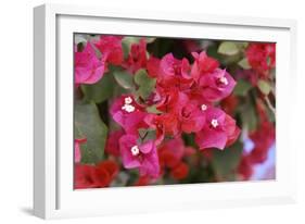 Bougainvillea Flowers-Johnny Greig-Framed Photographic Print