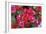 Bougainvillea Flowers-Johnny Greig-Framed Photographic Print