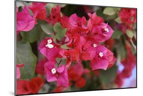Bougainvillea Flowers-Johnny Greig-Mounted Photographic Print