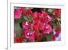 Bougainvillea Flowers-Johnny Greig-Framed Photographic Print