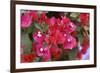 Bougainvillea Flowers-Johnny Greig-Framed Photographic Print