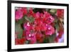 Bougainvillea Flowers-Johnny Greig-Framed Photographic Print