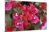 Bougainvillea Flowers-Johnny Greig-Mounted Photographic Print