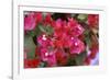 Bougainvillea Flowers-Johnny Greig-Framed Photographic Print