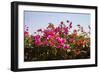 Bougainvillea Flowers-Richard T. Nowitz-Framed Photographic Print