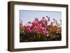 Bougainvillea Flowers-Richard T. Nowitz-Framed Photographic Print