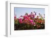 Bougainvillea Flowers-Richard T. Nowitz-Framed Photographic Print