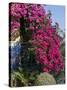 Bougainvillea, Greece-R H Productions-Stretched Canvas