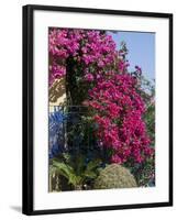 Bougainvillea, Greece-R H Productions-Framed Photographic Print