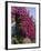 Bougainvillea, Greece-R H Productions-Framed Photographic Print