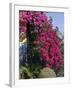 Bougainvillea, Greece-R H Productions-Framed Photographic Print