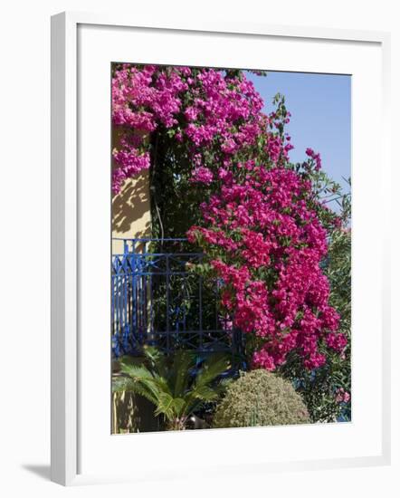 Bougainvillea, Greece-R H Productions-Framed Photographic Print