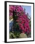 Bougainvillea, Greece-R H Productions-Framed Photographic Print