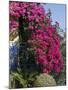 Bougainvillea, Greece-R H Productions-Mounted Photographic Print