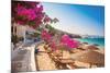 Bougainvillea & Mediterranean-null-Mounted Art Print