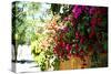 Bougainvillea on the Wall-Steve Ash-Stretched Canvas