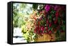 Bougainvillea on the Wall-Steve Ash-Framed Stretched Canvas