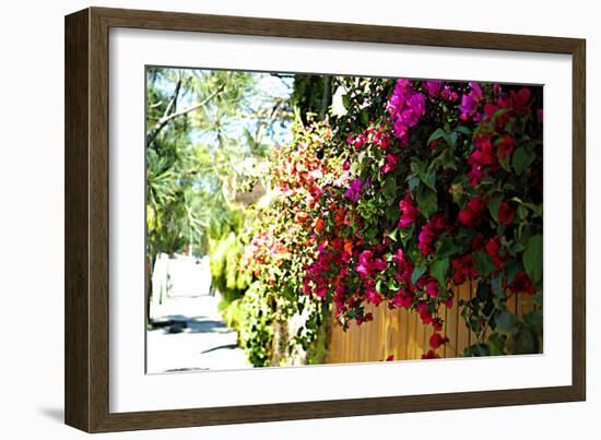 Bougainvillea on the Wall-Steve Ash-Framed Photographic Print