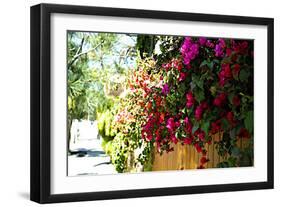 Bougainvillea on the Wall-Steve Ash-Framed Photographic Print