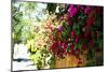 Bougainvillea on the Wall-Steve Ash-Mounted Photographic Print