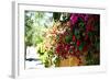 Bougainvillea on the Wall-Steve Ash-Framed Photographic Print