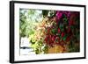 Bougainvillea on the Wall-Steve Ash-Framed Photographic Print