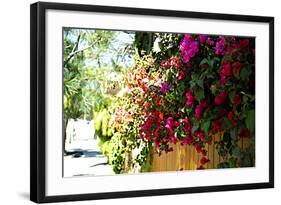 Bougainvillea on the Wall-Steve Ash-Framed Photographic Print