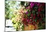 Bougainvillea on the Wall-Steve Ash-Mounted Photographic Print