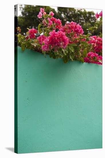 Bougainvillea, Tropical Flowers, Roatan, Honduras-Lisa S. Engelbrecht-Stretched Canvas