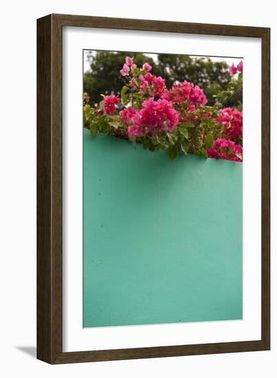 Bougainvillea, Tropical Flowers, Roatan, Honduras-Lisa S. Engelbrecht-Framed Photographic Print