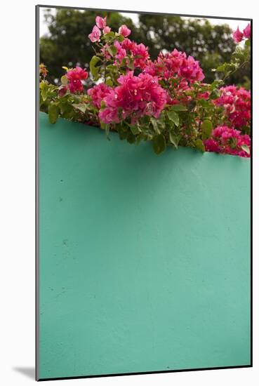 Bougainvillea, Tropical Flowers, Roatan, Honduras-Lisa S. Engelbrecht-Mounted Photographic Print