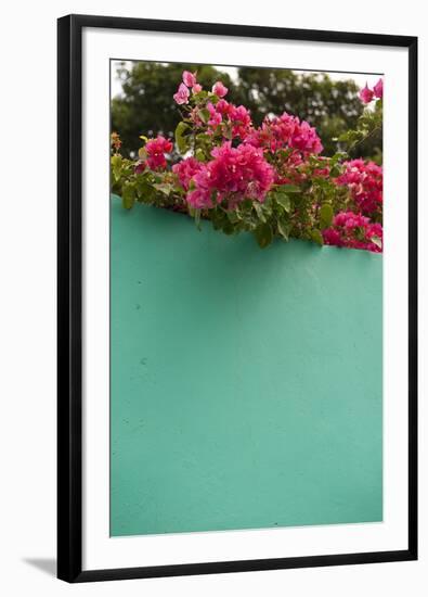 Bougainvillea, Tropical Flowers, Roatan, Honduras-Lisa S. Engelbrecht-Framed Photographic Print