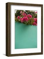 Bougainvillea, Tropical Flowers, Roatan, Honduras-Lisa S. Engelbrecht-Framed Photographic Print