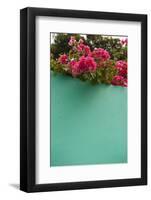 Bougainvillea, Tropical Flowers, Roatan, Honduras-Lisa S. Engelbrecht-Framed Photographic Print