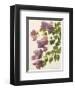 Bougainvillea-John Miller-Framed Premium Giclee Print