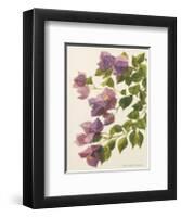 Bougainvillea-John Miller-Framed Premium Giclee Print