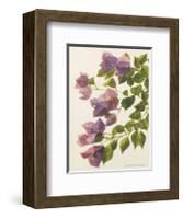 Bougainvillea-John Miller-Framed Premium Giclee Print