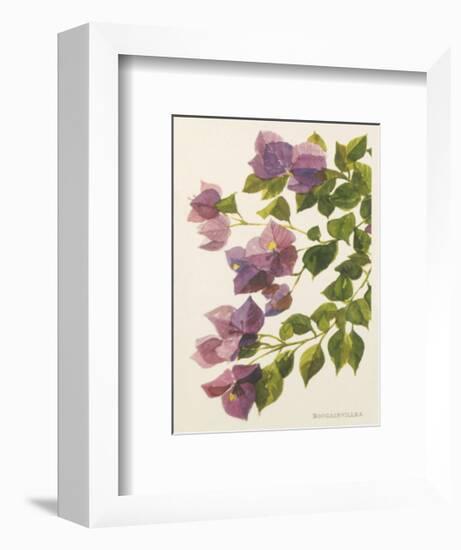 Bougainvillea-John Miller-Framed Premium Giclee Print