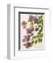 Bougainvillea-John Miller-Framed Premium Giclee Print