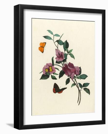 Bougainvillea-null-Framed Art Print