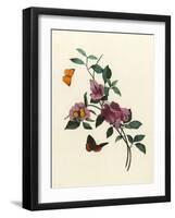 Bougainvillea-null-Framed Art Print