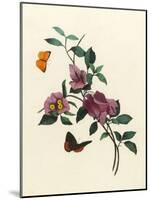 Bougainvillea-null-Mounted Art Print